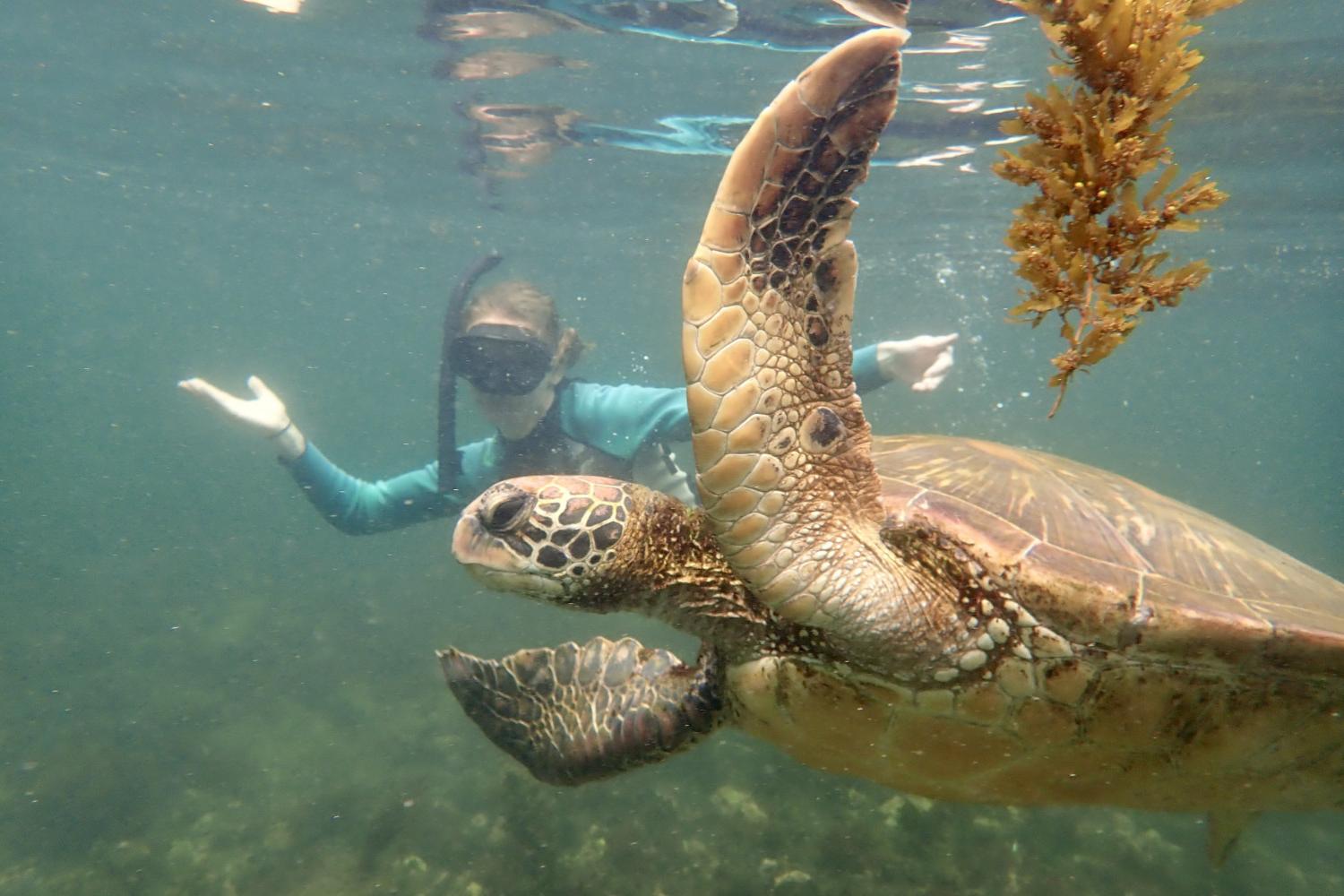 一名<a href='http://gqqn.ngskmc-eis.net'>bv伟德ios下载</a>学生在Galápagos群岛游学途中与一只巨龟游泳.